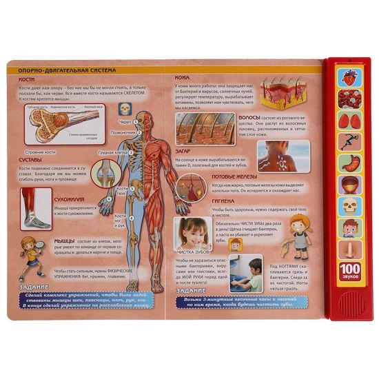 Моё тело. 100 звуков. (10 зв.кнопок, 100 звуков) 233х302мм 10 стр Умка