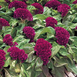 Целозия гребенчатая Армор Парпл (50шт) Витагрин Профи