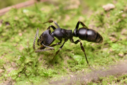 Муравьи Ectomyrmex astutus (Муравьи-драконы)