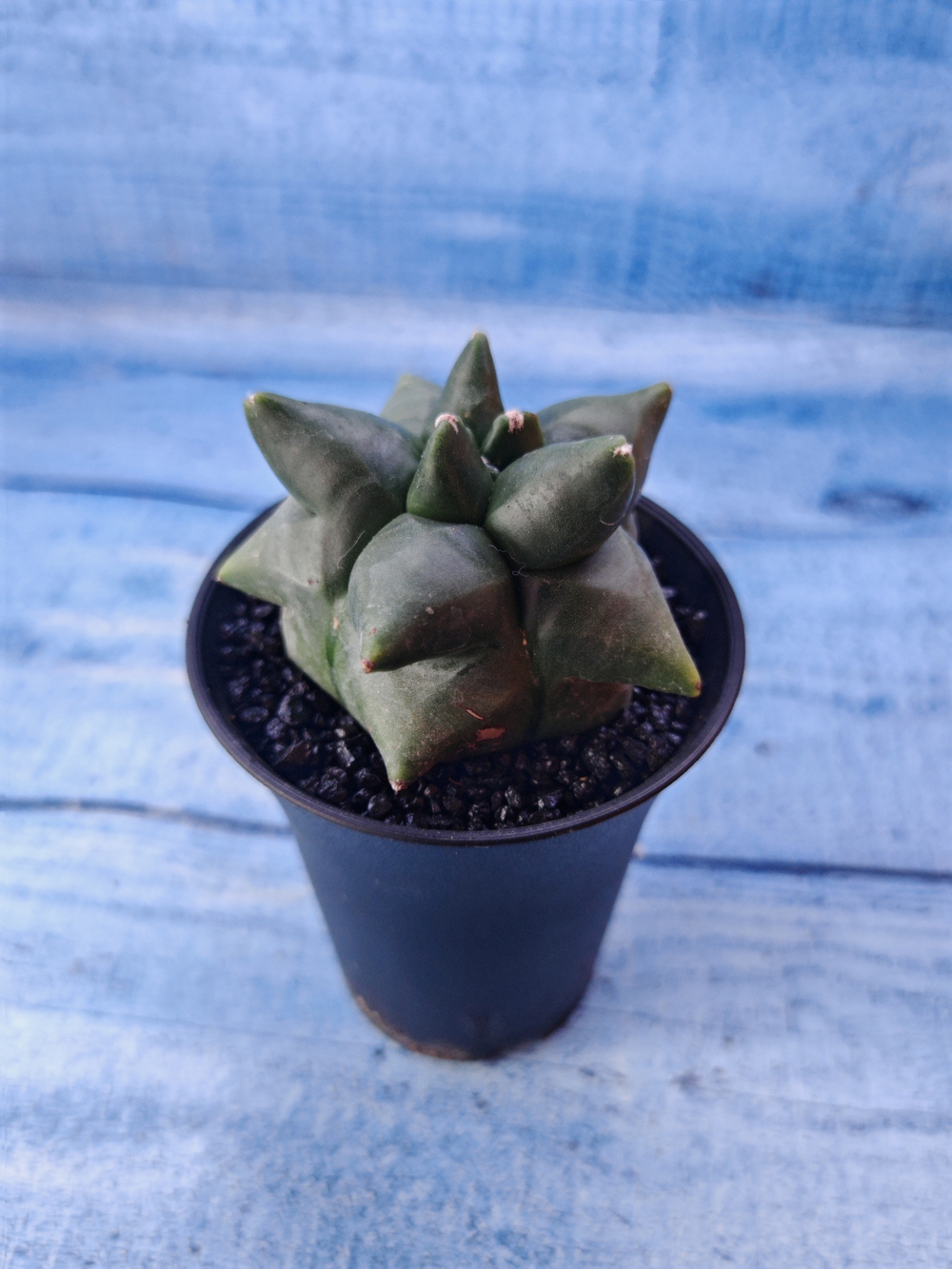 Astrophytum Myriostigma monstrosa (Астрофитум)