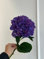 Гортензия в фиолетовом оттенке