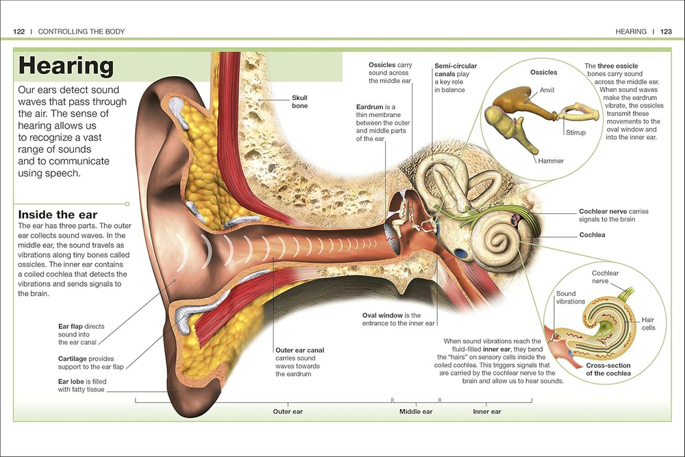 Human Body (Pocket Eyewitness)