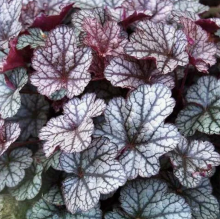 Гейхера Сильвер Скроллс рассада ОКС меристема