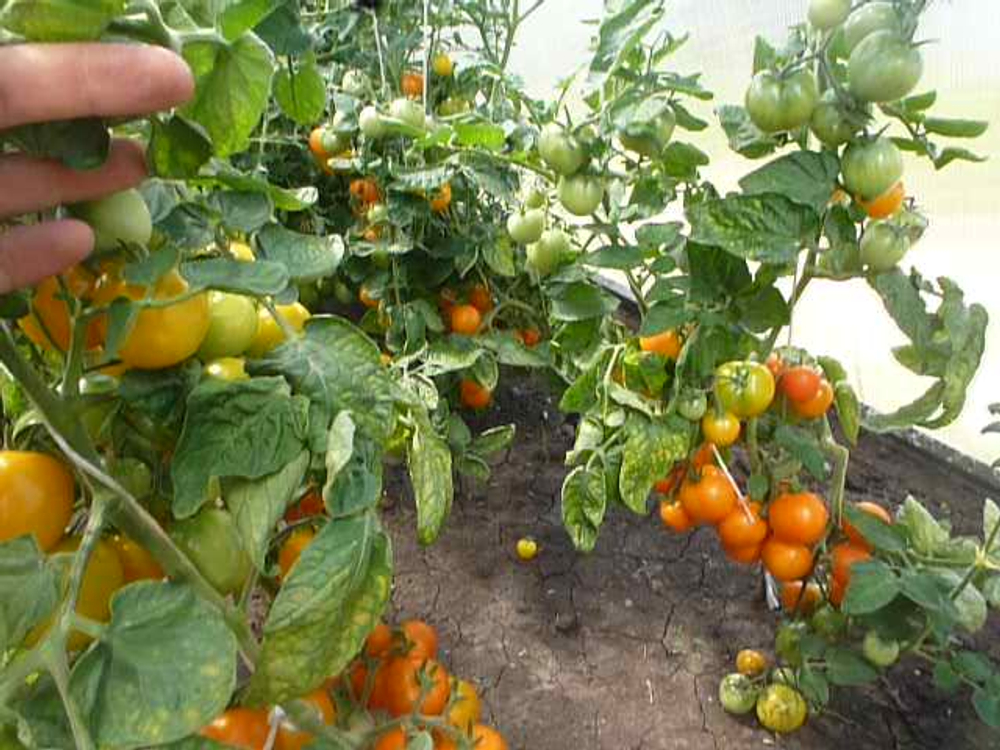 Помидоры — Ola Polka – Оля Полька