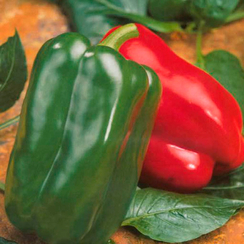 Аркано F1 семена перца сладкого (Sakata / Саката)