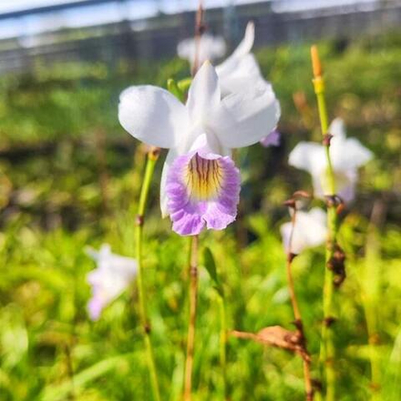Орхидея ARUNDINA GRAMINIFOLIA