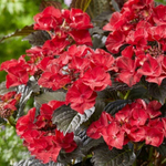 Black Diamonds After Midnight /Блэк Даймондс Афтер Миднайт (Стандарт поставки Р9)2025г.