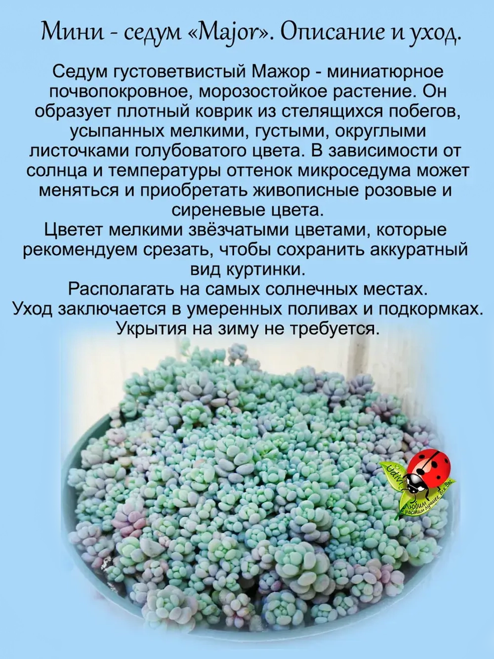 Седум Мажор густоветвистый очиток голубой