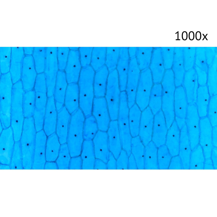Цифровой микроскоп МИКМЕД LCD 1000x 2.0LB