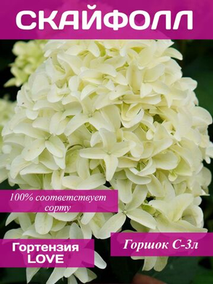 Скайфол гортензия метельчатая
