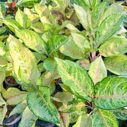 Аглаонема NEW HYBRID N16