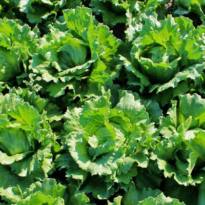 Айс Базар семена салата айсберг (Syngenta / Сингента)