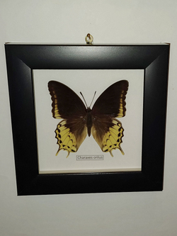 Бабочка Charaxes orilus в рамке