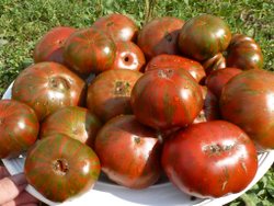 Помидоры Chocolate Stripes