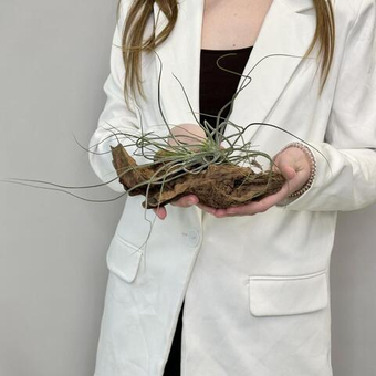 Тилландсия большая с корягой маленькой