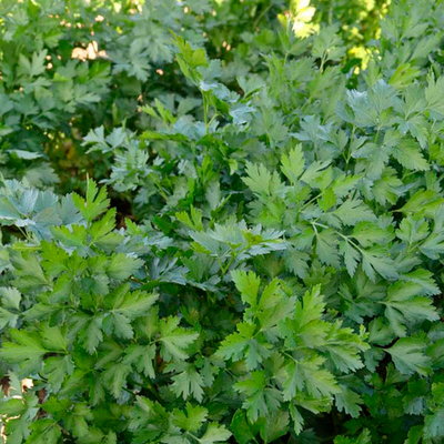 Тайга семена петрушки (Гавриш)