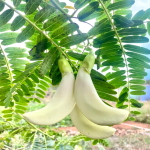 Сесбания крупноцветковая белая – Sesbania grandiflora white