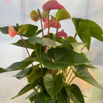 Антуриум Андрэ CAVALLI