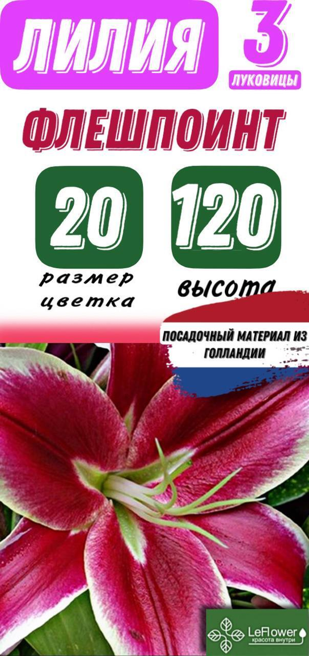 Лилия Луковица, Флешпоинт, 3 шт