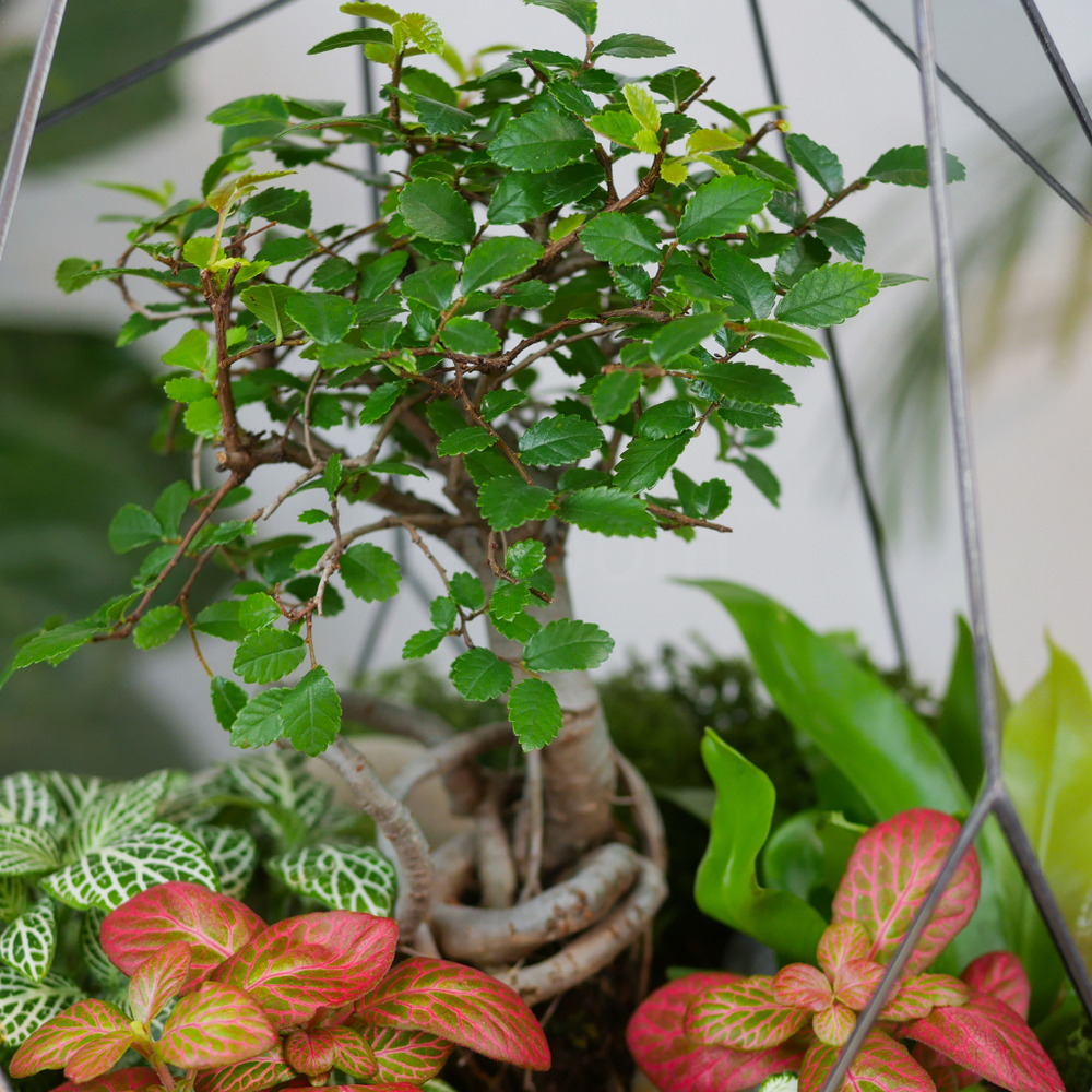 Готовый флорариум бонсай Японский вяз Айсберг