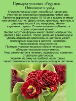 Примула ушковая Пегасус первоцвет