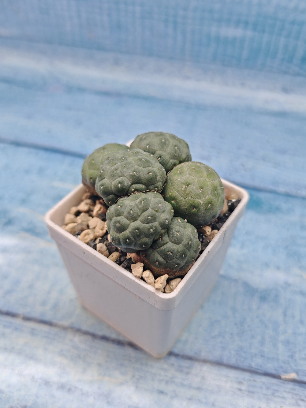 Puna Bonnieae Inermis (Пуна)