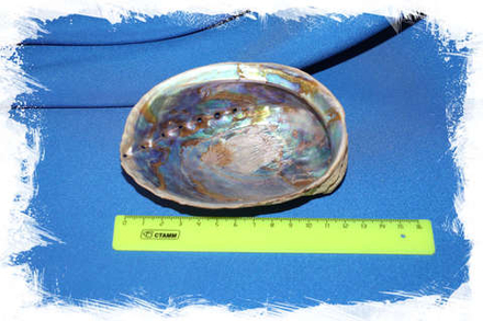 Галиотис Ирис (Haliotis iris) необработанный 12 см.