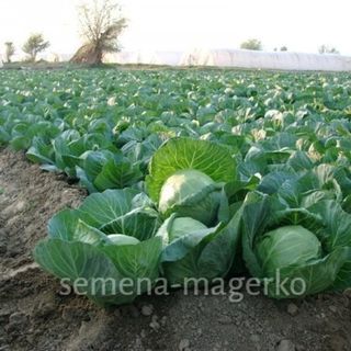 Капуста белокочанная Етма F1 1000 (семян)