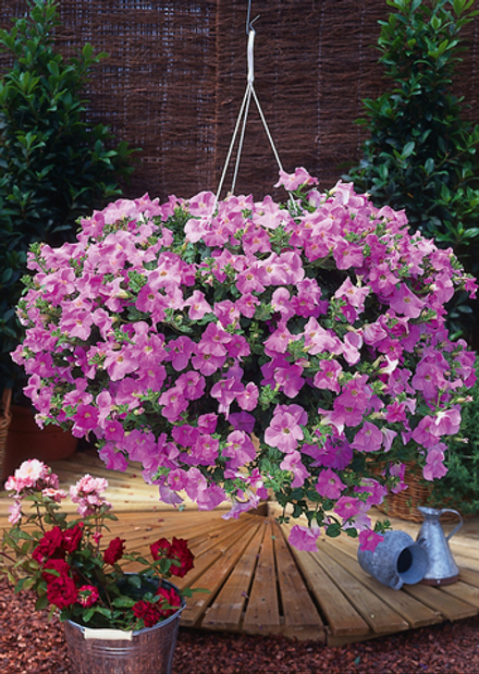 ЕВРО Петуния Surfinia Sweet Pink укорененный черенок ОКС февраль 26 Kohen