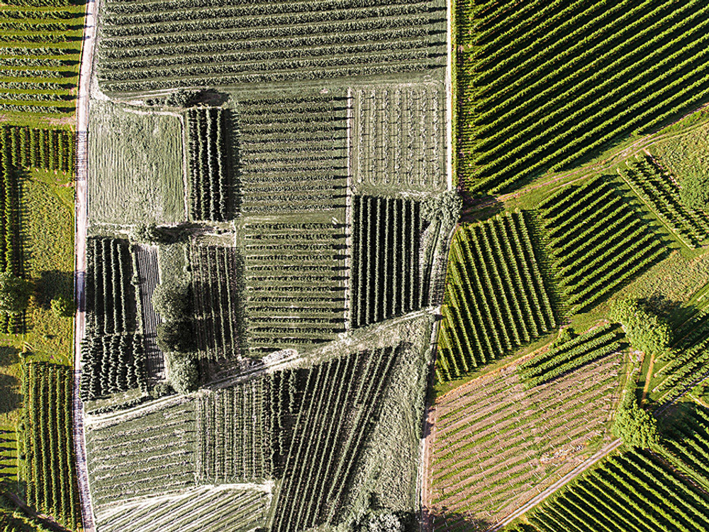 Дизайнерские обои Wall Street Bird see