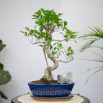 Бонсай Фикус 45см со скалой