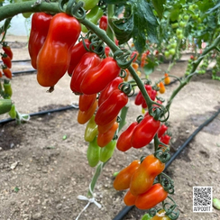 Идолини F1 семена томата индетерминантного (Rijk Zwaan / Райк Цваан)