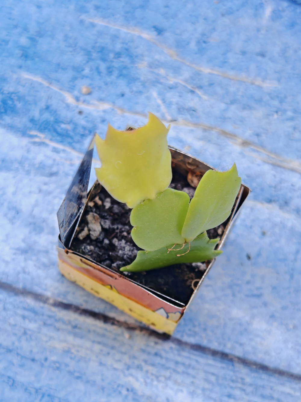 Schlumbergera cv. Cristen Aurea (Шлюмбергера)