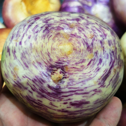 Репа Исконная Русская Сладкая