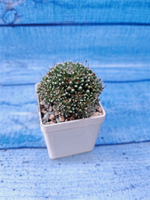 Mammillaria Painteri (Маммилярия)