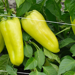 Пируэт F1 семена перца сладкого (Syngenta / Сингента)