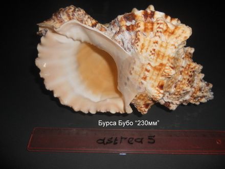 Морские раковины