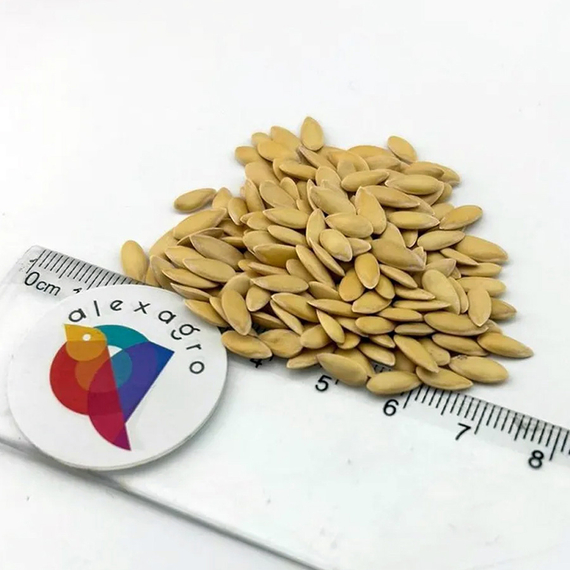 КАРРЕРА F1 семена дыни (Nunhems | Alexagro) – фото 9