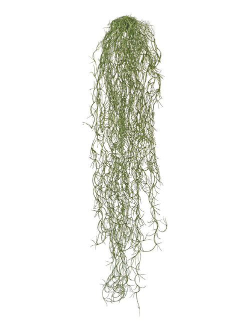 Тилландсия-паутинка Литл серо-зелёная припылённая