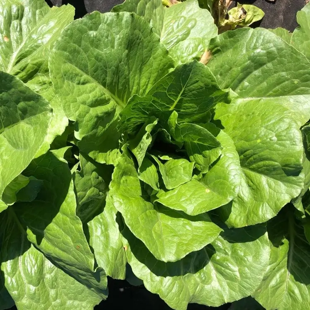 Салат Романо "О, Батат", 100 г (цена указана за 100г, вес может отличаться)