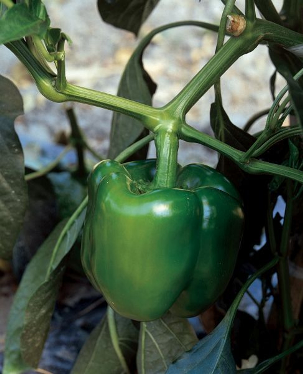 Перец Юпитер 7шт Мировые Семена VITA GREEN