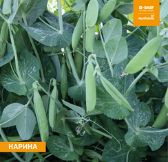 Карина семена гороха (Nunhems / Нюнемс)