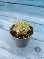 Euphorbia meloformis f. Variegated (Эуфорбия вариегатная)