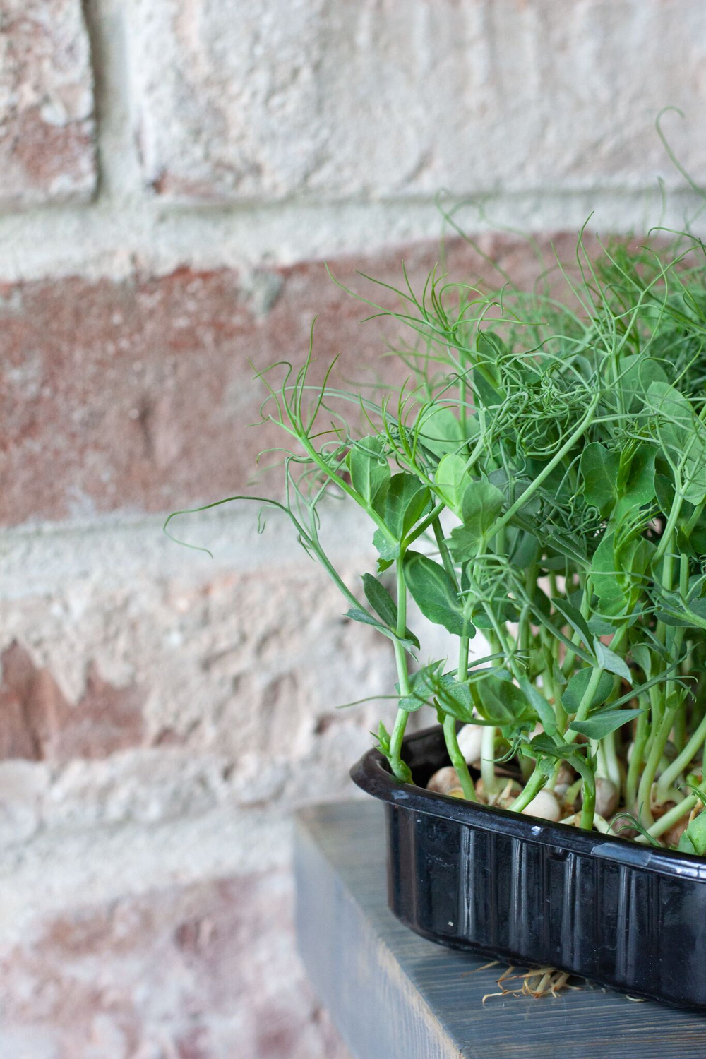 Свежая микрозелень гороха / 4 бокса / суперфуд