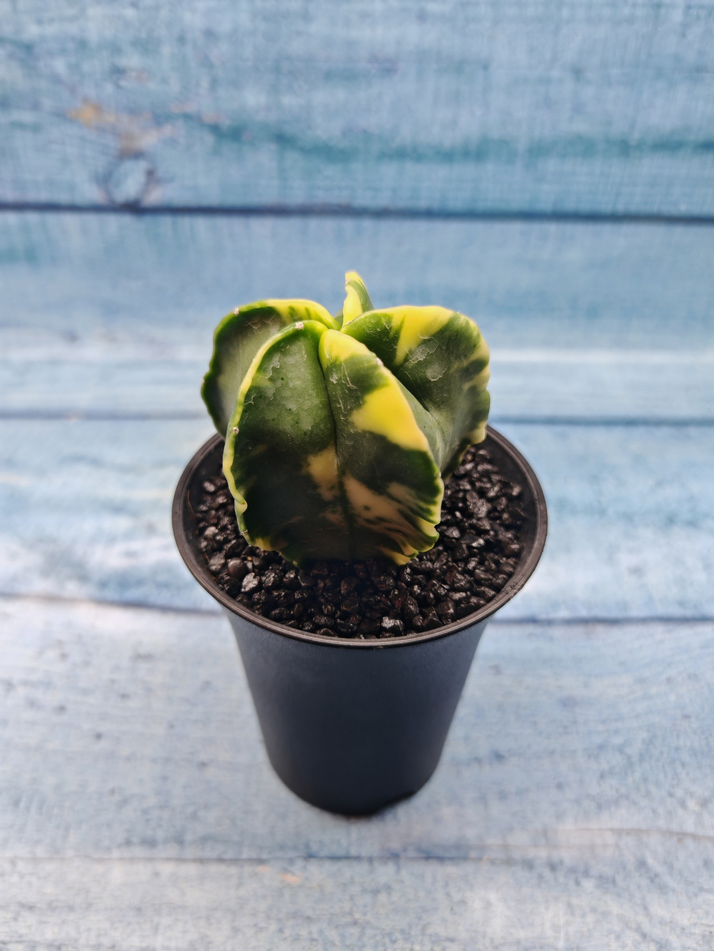 Astrophytum Myriostigma variagate (Астрофитум вариегатный)