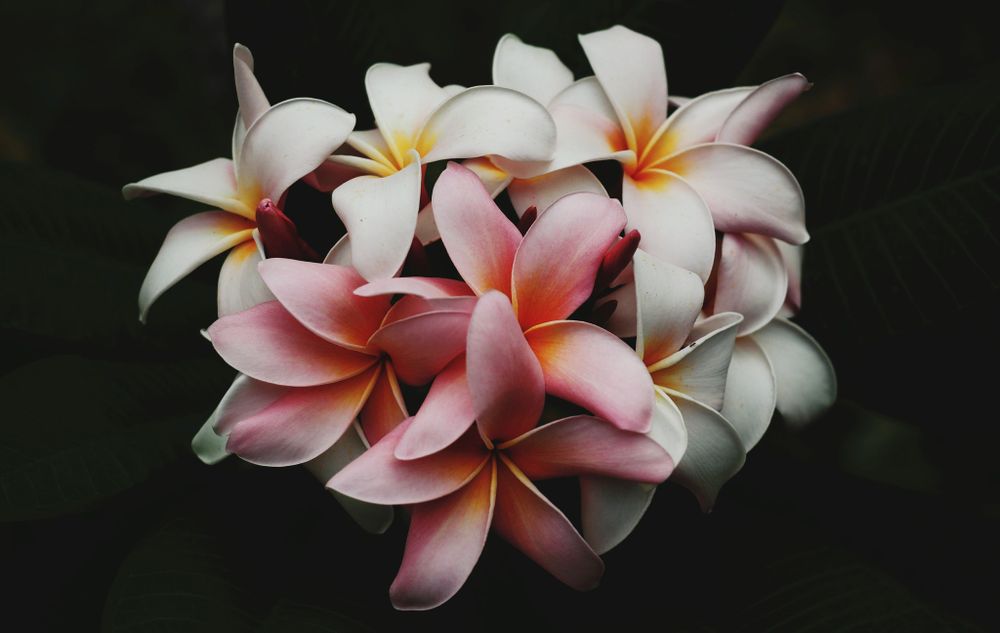 Духи с ванилью