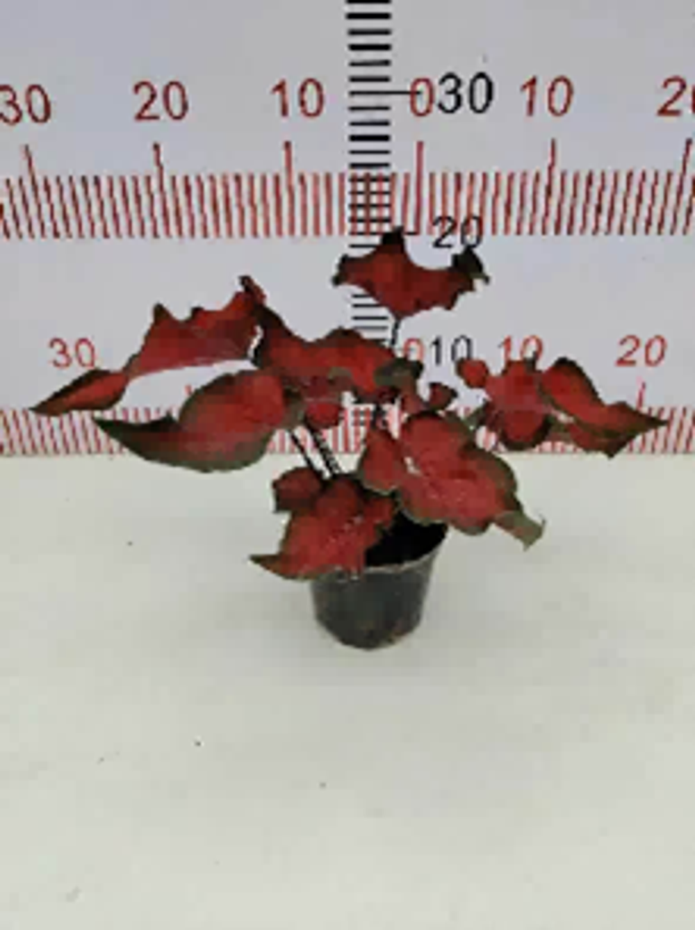 Каладиум Azalea д.12