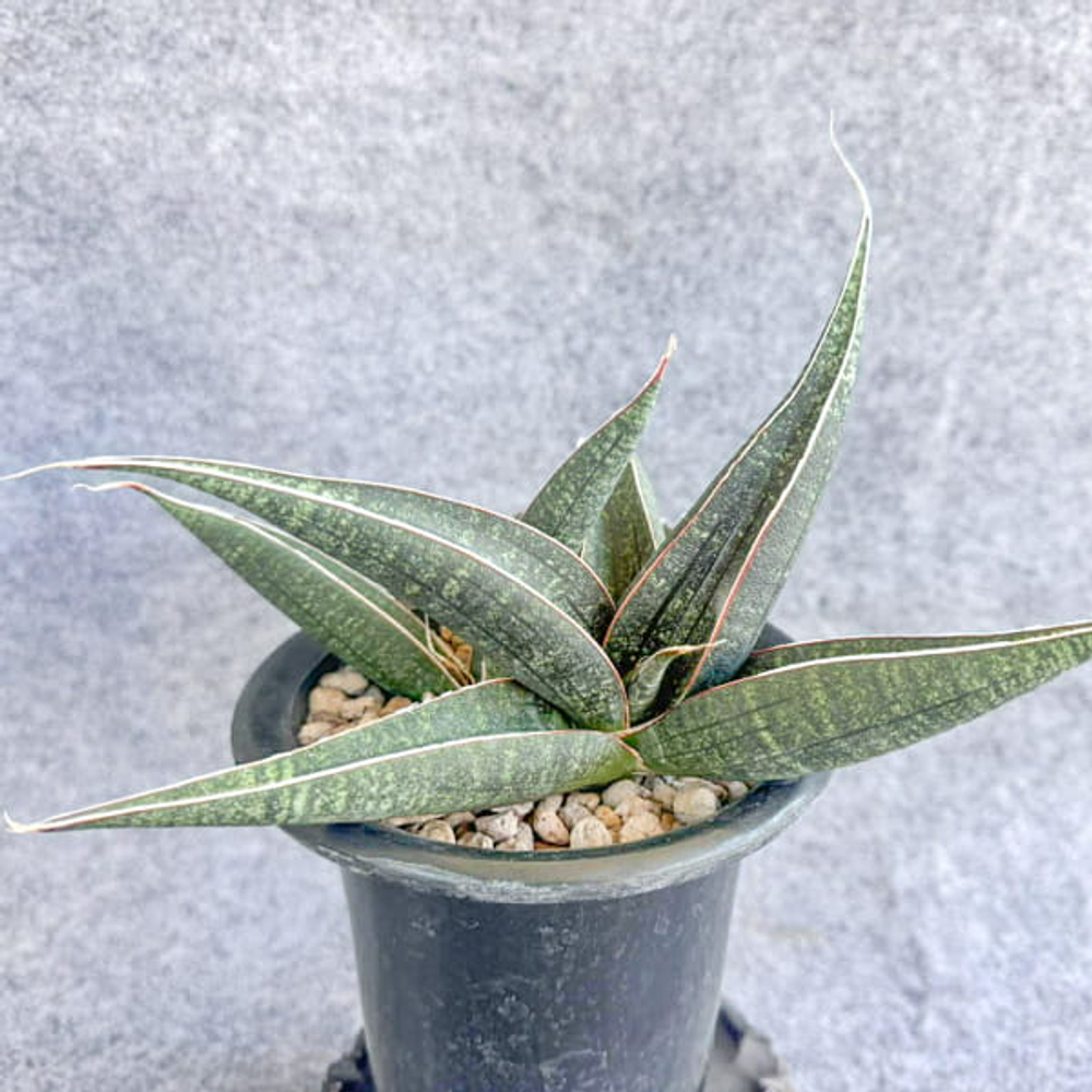 Сансевиерия ARUSHA BLUE s.L