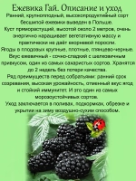 Ежевика Гай бесшипная.
