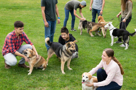 Программа поддержки приютов, волонтеров, и всех неравнодушных людей, занимающихся поиском новых хозяев для животных!